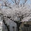 山王公園の桜