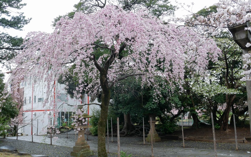 三春の滝桜