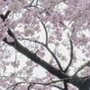 三春の滝桜の拡大