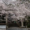 表参道から見た桜