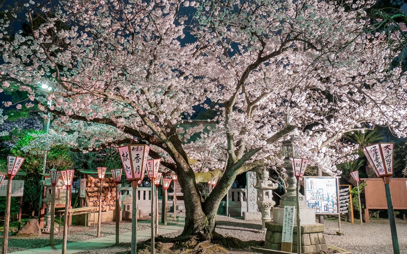 沼津日枝神社の夜桜