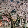 沼津日枝神社の夜桜