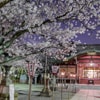 沼津日枝神社の夜桜と本殿