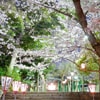沼津日枝神社の夜桜と石畳