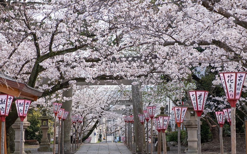 沼津日枝神社の桜