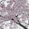 三春の滝桜の拡大