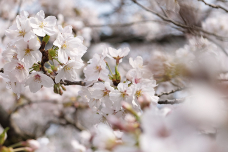 日枝神社の桜が綺麗に咲きました