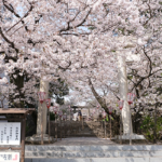 沼津日枝神社 境内の桜の様子をご案内します