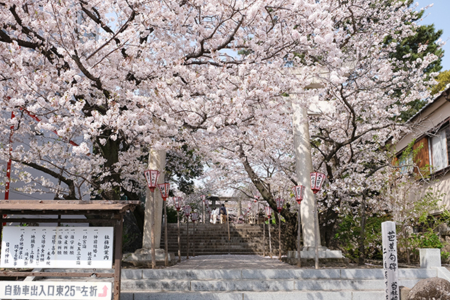 沼津日枝神社 境内の桜の様子をご案内します