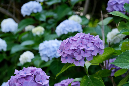 沼津日枝神社 境内の紫陽花