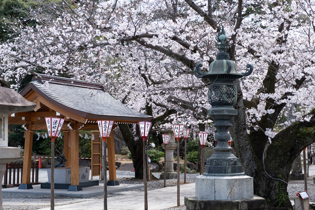 沼津日枝神社境内の桜 手水