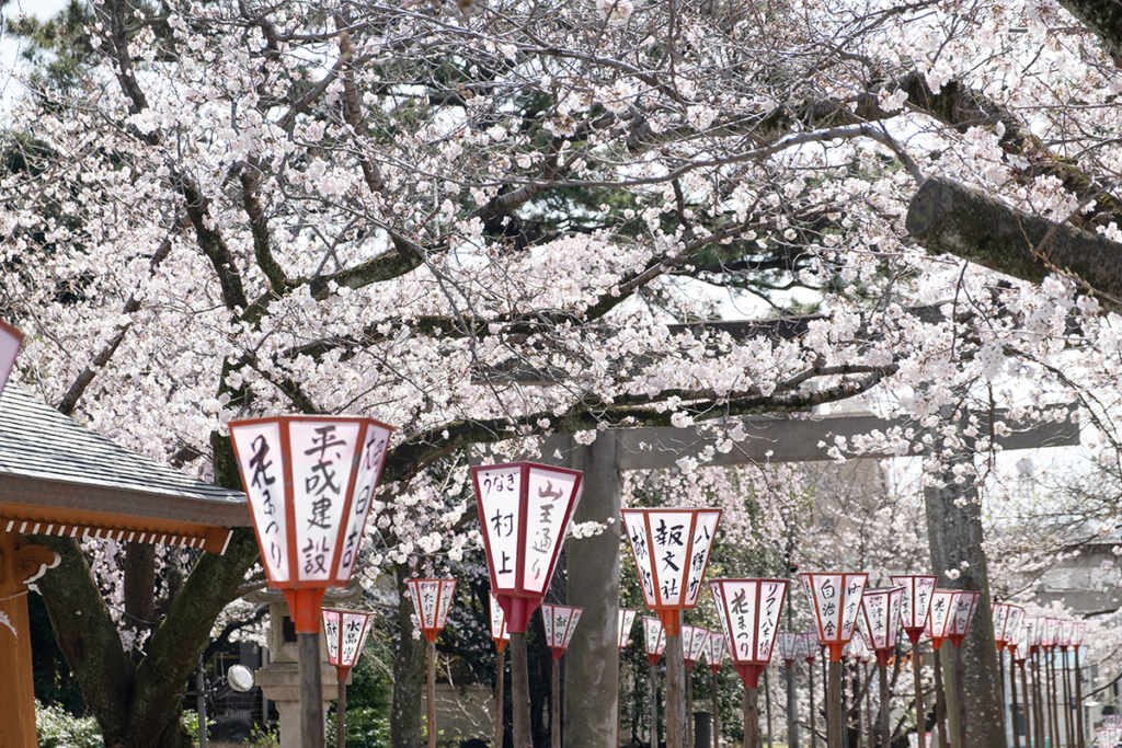 沼津日枝神社境内の桜
