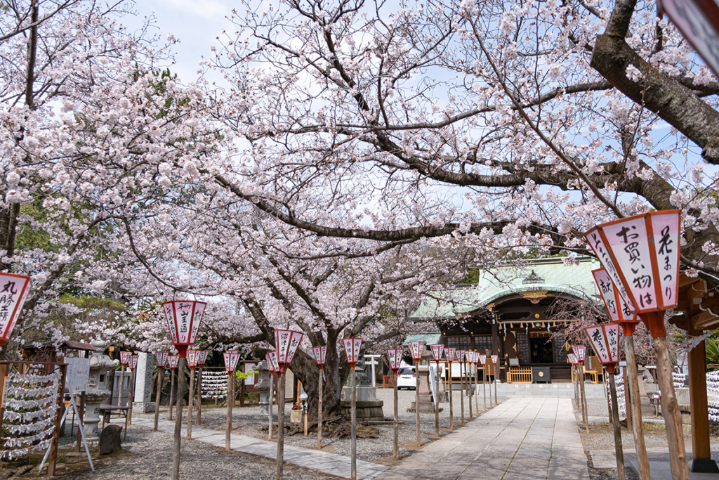 沼津日枝神社境内の桜 本殿前