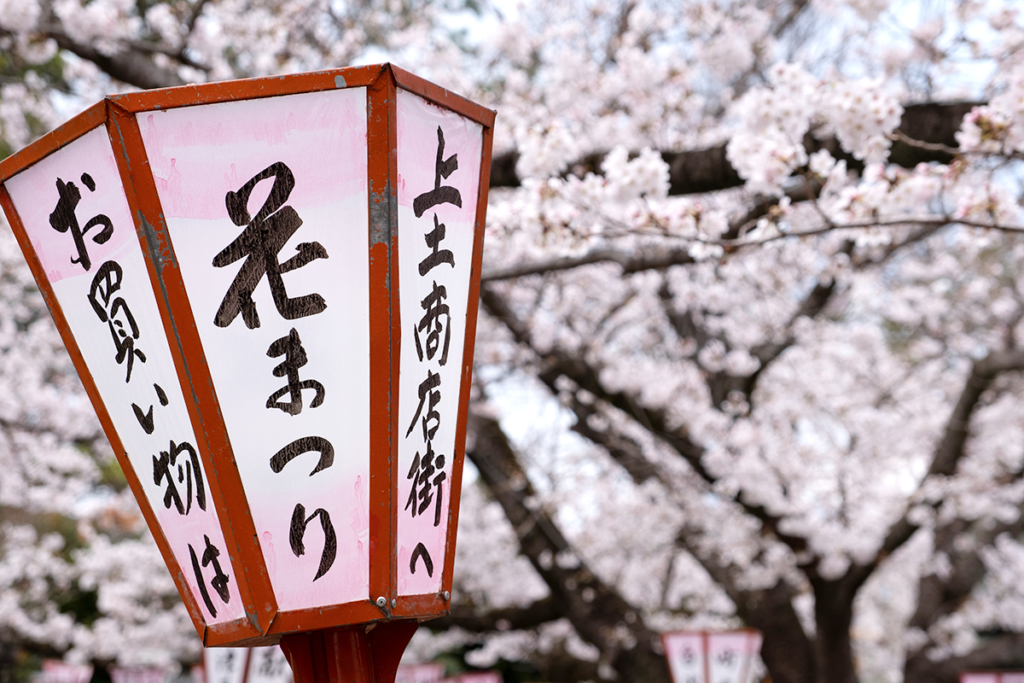 沼津日枝神社境内の桜