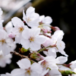 沼津日枝神社 花まつり 境内の桜の様子をご案内します 【2022年】