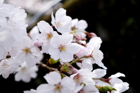沼津日枝神社 花まつり 境内の桜の様子をご案内します 【2022年】
