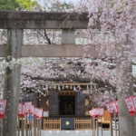 沼津日枝神社 花まつり 境内の桜をご案内します 【2023年】