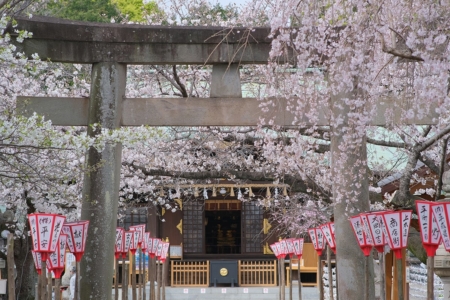 沼津日枝神社 花まつり 境内の桜をご案内します 【2023年】