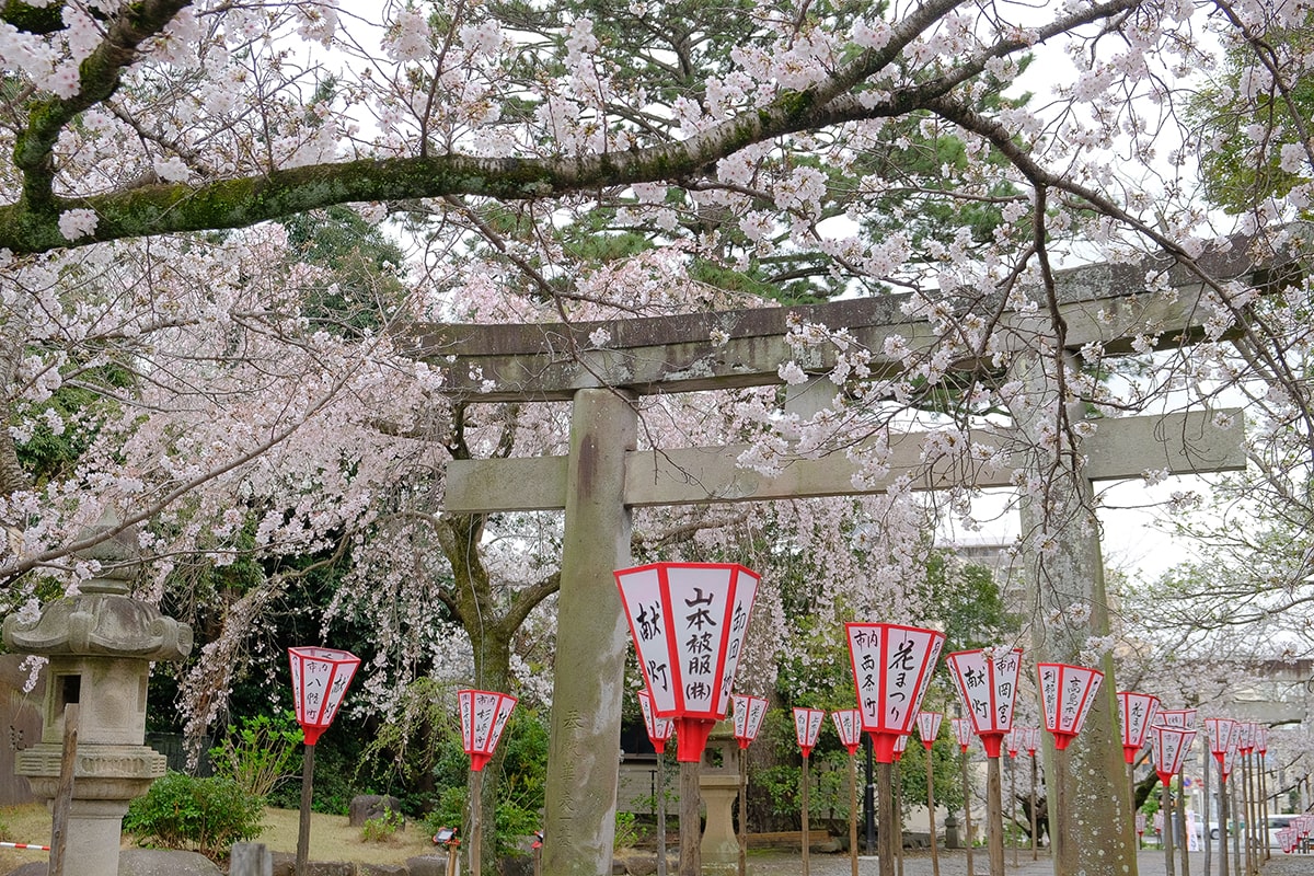 沼津 日枝神社 桜 開花