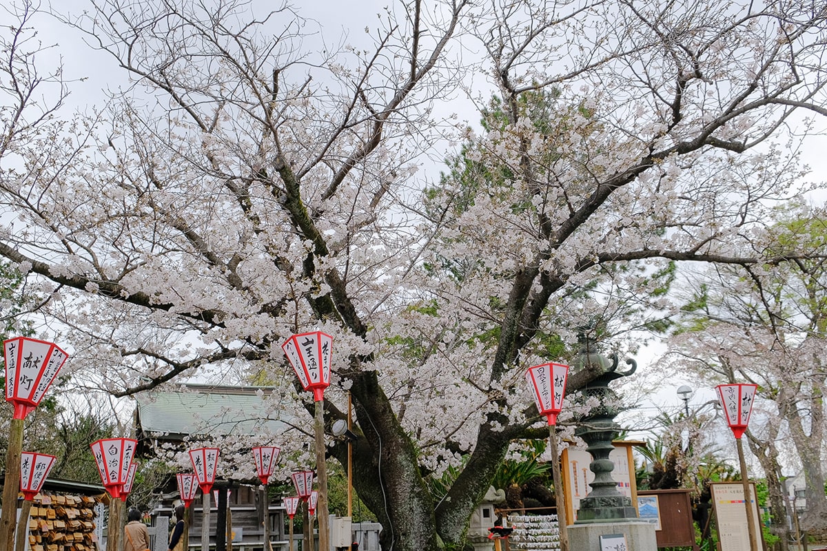 沼津 日枝神社 桜