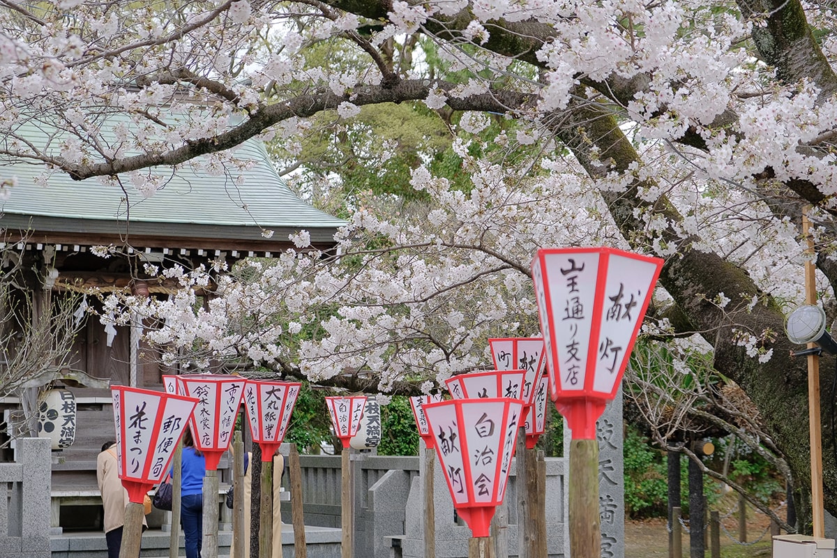 沼津 日枝神社 桜
