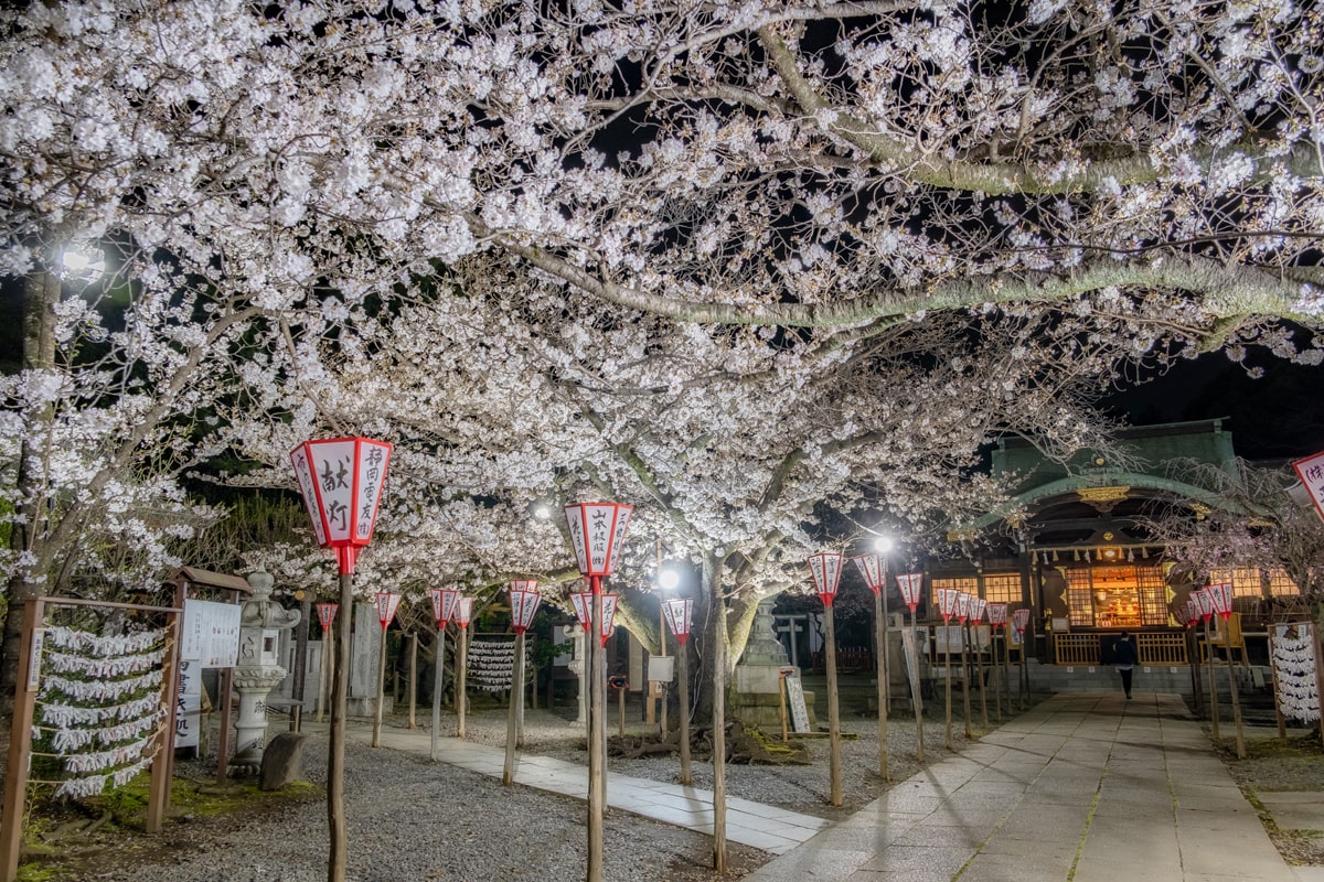 沼津 日枝神社 夜桜