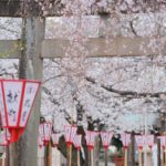 沼津日枝神社の境内も桜が開花しました【2024年】