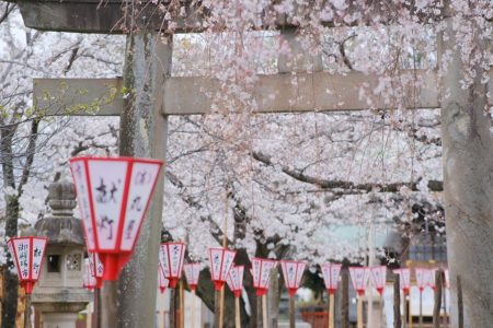 沼津日枝神社の境内も桜が開花しました【2024年】