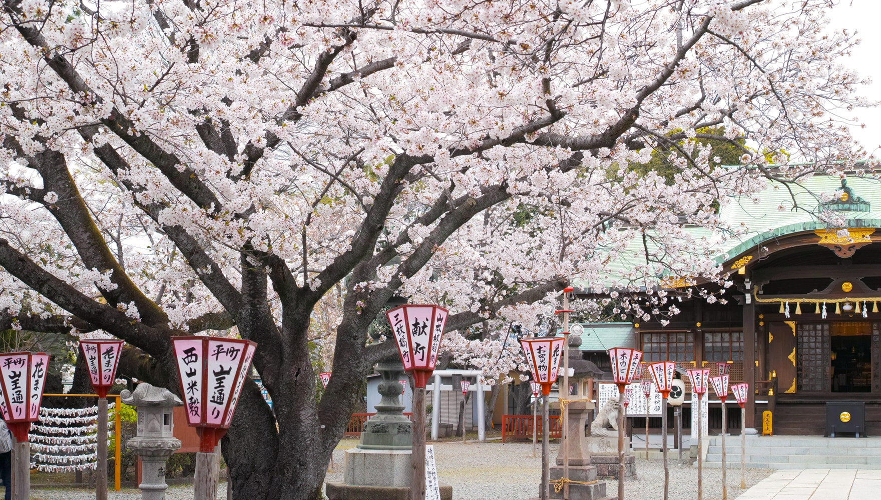 日枝神社の桜 | 沼津日枝神社 山王さん