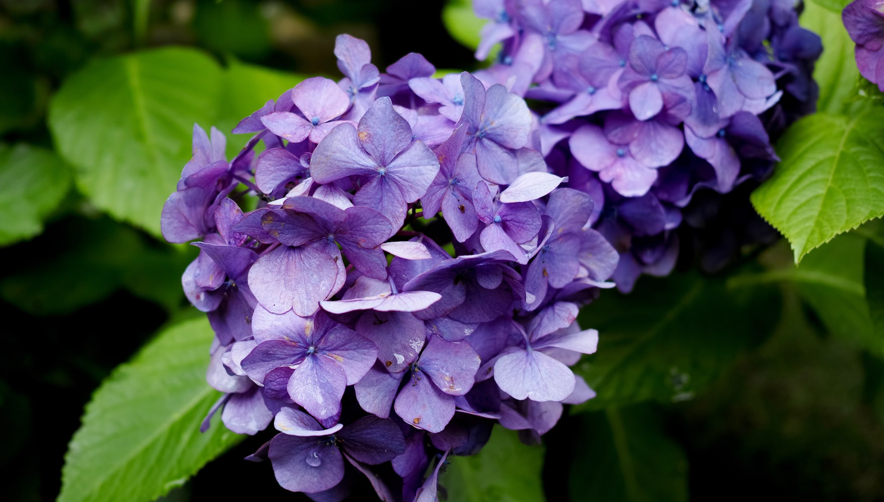 沼津日枝神社 あじさい