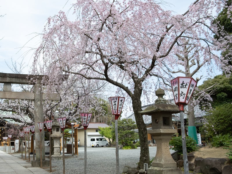 沼津日枝神社 三春の滝桜