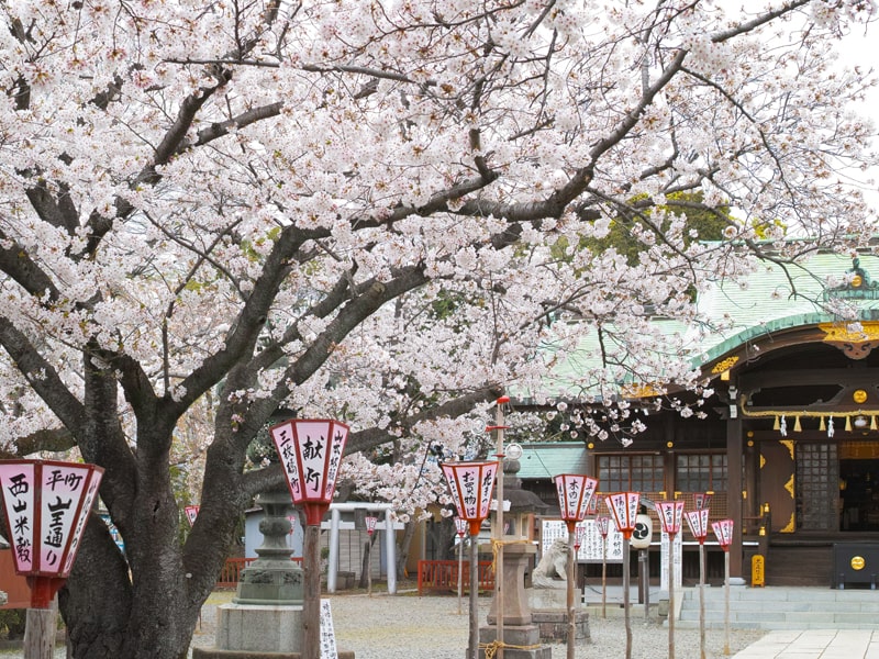 沼津日枝神社 桜