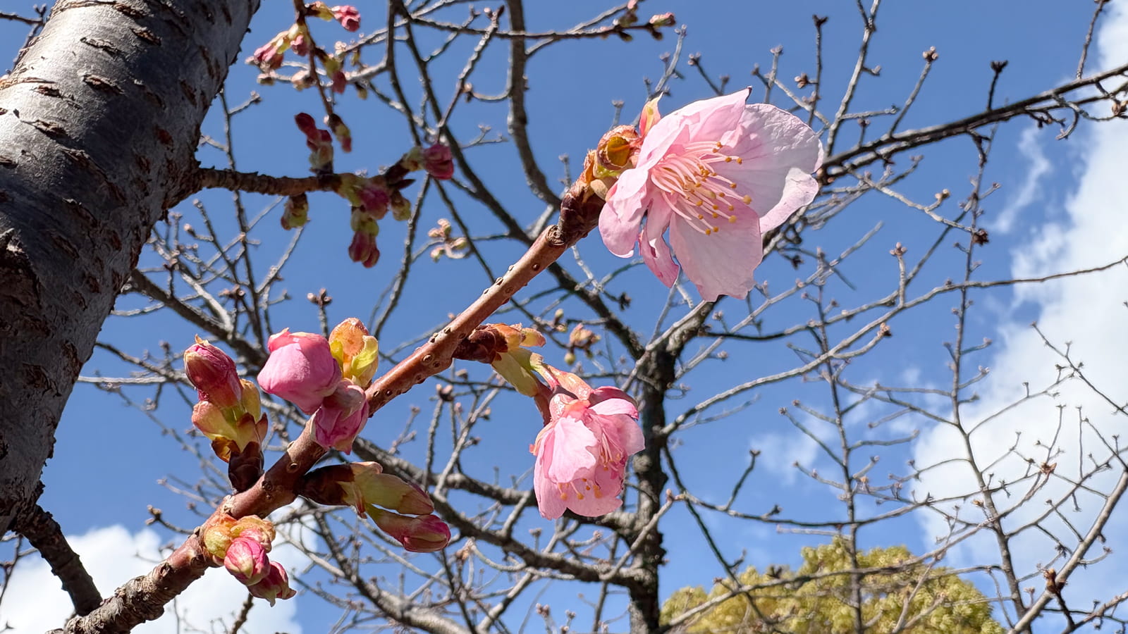 沼津日枝神社 河津桜 2026年1月29日 開花状況