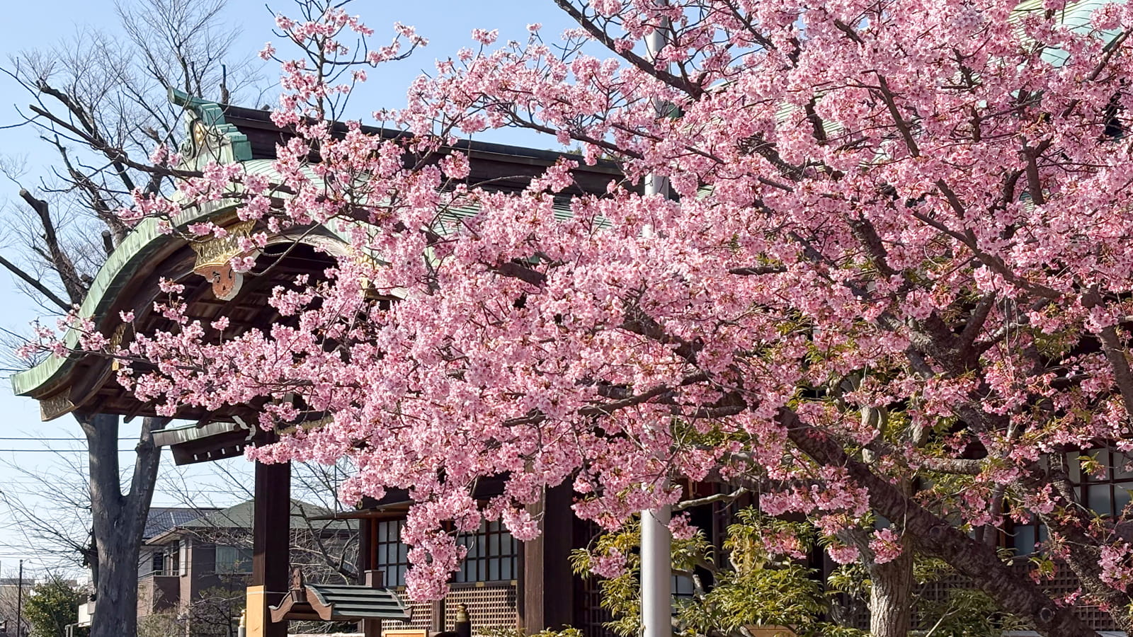 沼津日枝神社 河津桜 2026年2月28日