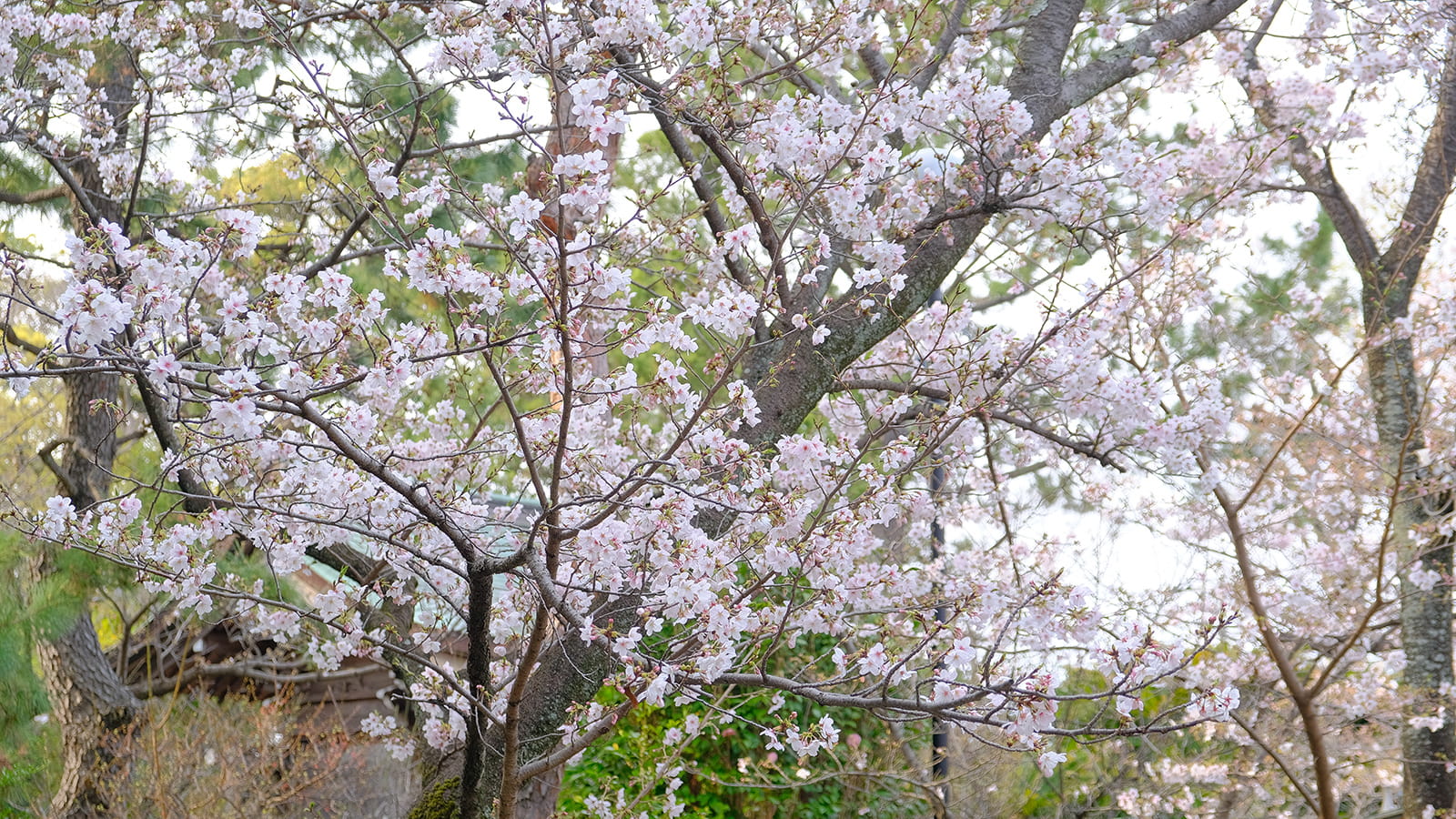 沼津日枝神社 桜 2026年3月29日